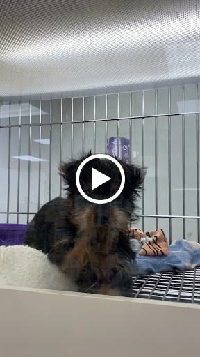 Pet Store «Family Pet Center», reviews and photos, 1401 Greenbrier Pkwy, Chesapeake, VA 23320, USA