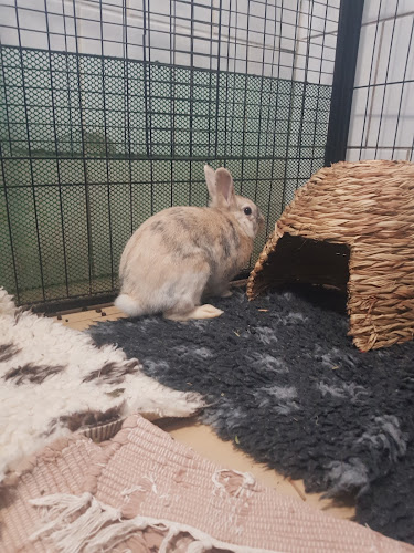 Sopockie Uszakowo Stowarzyszenie Pomocy Królikom