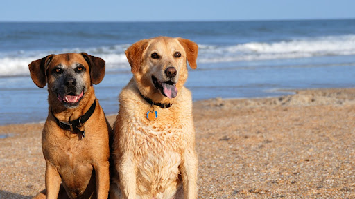 Pet Store «Katie’s PET DEPOT®», reviews and photos, 1941 Foothill Blvd, La Verne, CA 91750, USA