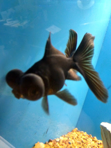 Pet Supply Store «PetSmart», reviews and photos, 420 Home Dr, Pittsburgh, PA 15275, USA