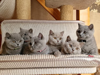 Kittens Up - Photo 7 - Car repair in Norwalk, CT, Bridgeport