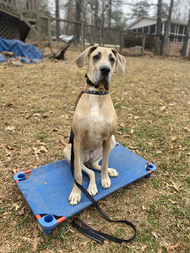 Dog Trainer «Off Leash K9 Training, Charlottesville», reviews and photos, 8782 Seminole Trail, Ruckersville, VA 22968, USA