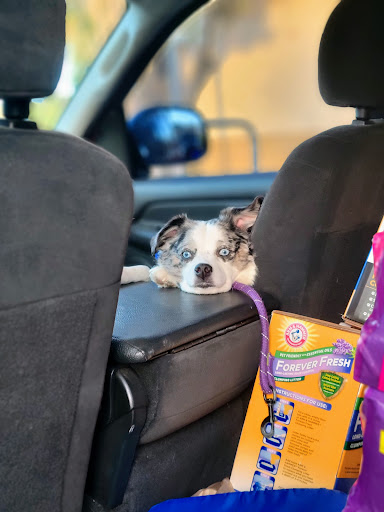 Pet Supply Store «PetSmart», reviews and photos, 4151 Turtle Creek Dr, Coral Springs, FL 33067, USA