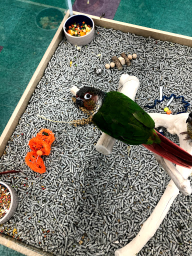 Pet Store «Petland Lewis Center», reviews and photos, 86 Meadow Park Ave, Lewis Center, OH 43035, USA