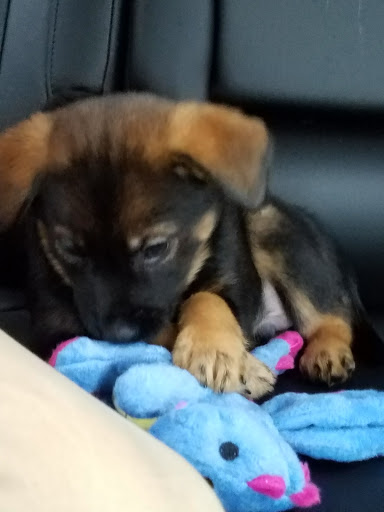 Pet Supply Store «Premier Pet Supply», reviews and photos, 31215 Southfield Rd, Beverly Hills, MI 48025, USA