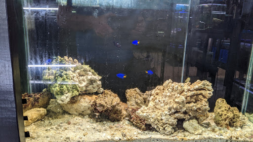 Aquarium «Skoolz of Fish», reviews and photos, 1503 Chamberlayne Ave, Richmond, VA 23222, USA