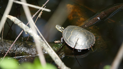 Wildlife Refuge «Great Meadows National Wildlife Refuge», reviews and photos, 73 Weir Hill Rd, Sudbury, MA 01776, USA