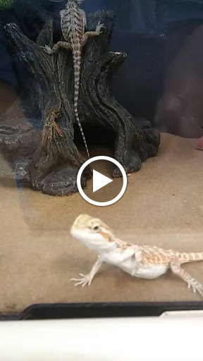 Pet Supply Store «PetSmart», reviews and photos, 5435 W TX-1604 Loop N, San Antonio, TX 78253, USA