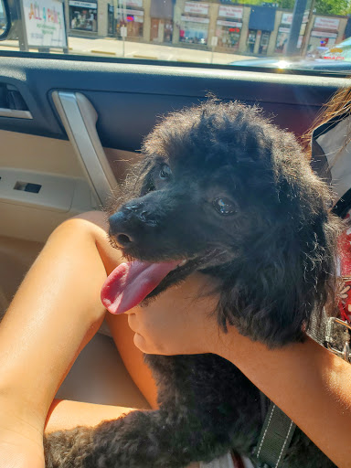 Pet Supply Store «Pet Supplies Plus», reviews and photos, 1663 Mineral Spring Ave, North Providence, RI 02904, USA