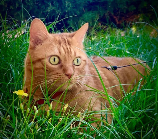 Argos Clínica Veterinaria en Torrejón de la Calzada