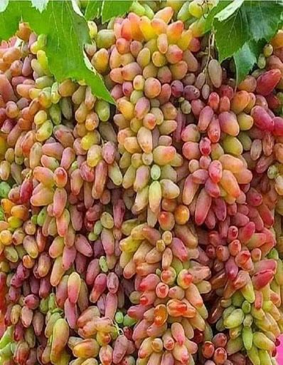 Cafe «Greenstreet Coffee Co.», reviews and photos, 1101 Spruce St, Philadelphia, PA 19107, USA