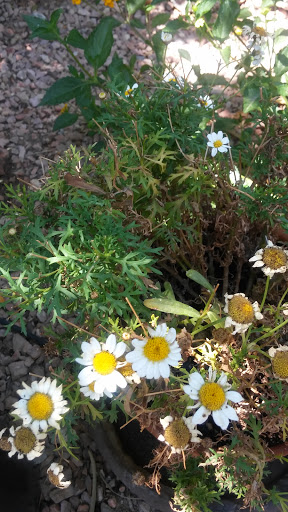 Banquet Hall «Lawlor Events Center», reviews and photos, 1664 N Virginia St, Reno, NV 89557, USA