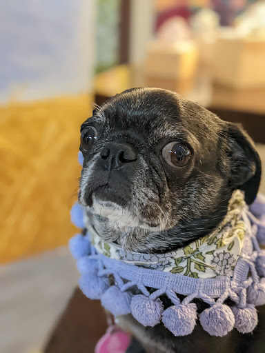 Art Gallery «Art For The People Gallery», reviews and photos, 1711 S 1st St, Austin, TX 78704, USA