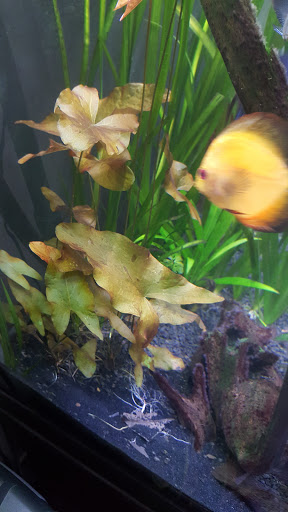 Tropical Fish Store «Golden Fish Aquariums», reviews and photos, 7145 W Colfax Ave, Lakewood, CO 80214, USA