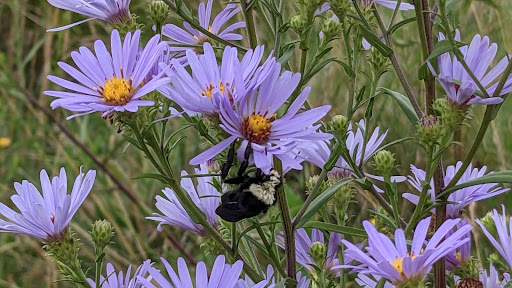 Park «Maple Leaf Reservoir Park», reviews and photos, 1020 NE 82nd St, Seattle, WA 98115, USA