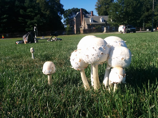 Park «Van Cortlandt Park», reviews and photos, Broadway and Vancortlandt Park S, Bronx, NY 10462, USA