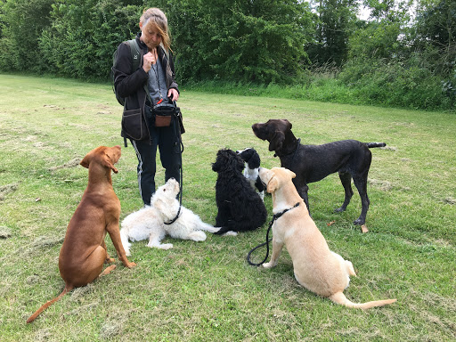 Træn Hund in Knebel, Syddjurs