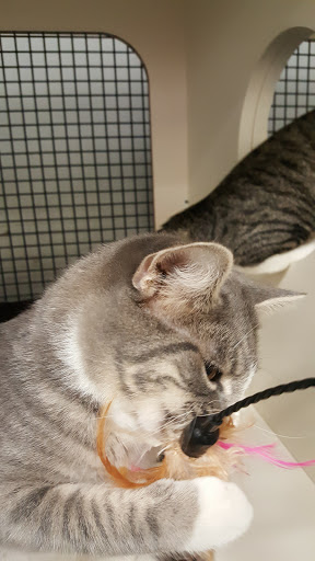 Pet Supply Store «Petco Animal Supplies», reviews and photos, 1014 Shoppes At Midway Dr, Knightdale, NC 27545, USA