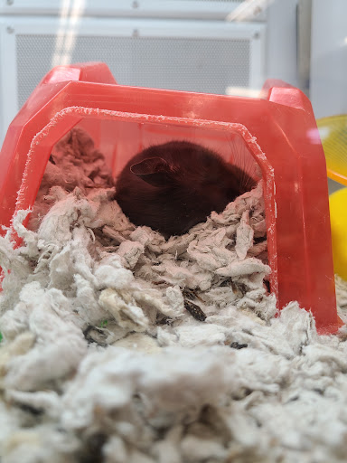 Pet Supply Store «Petco Animal Supplies», reviews and photos, 8700 Preston Rd #105, Plano, TX 75024, USA