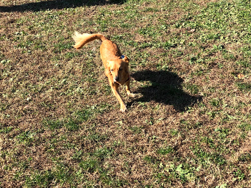 Dog Park «Perry Paw Dog Park», reviews and photos, 9033 Honeygo Blvd, Perry Hall, MD 21128, USA