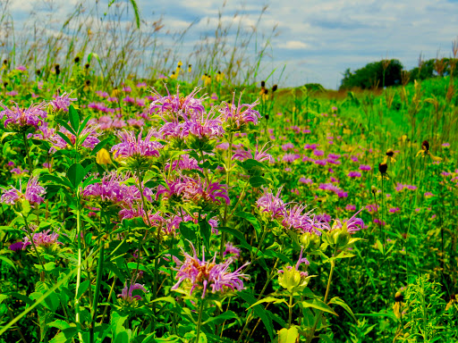 Nature Preserve «Bluff Spring Fen», reviews and photos, Spring Grove Ave, Elgin, IL 60120, USA