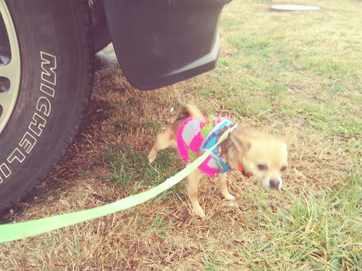 Pet Supply Store «All Pet & Equine Supply», reviews and photos, 1120 Porter Wagoner Blvd, West Plains, MO 65775, USA