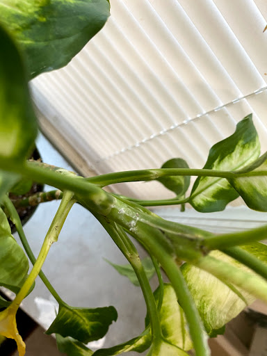 Florist «Washington Florist Inc», reviews and photos, 565 Broad St, Newark, NJ 07102, USA