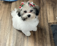 Patience's Puppies - Photo 8 - Car repair in Townsend, DE, Dover