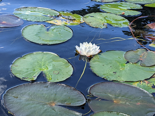 State Park «Ashland State Park», reviews and photos, 162 W Union St, Ashland, MA 01721, USA