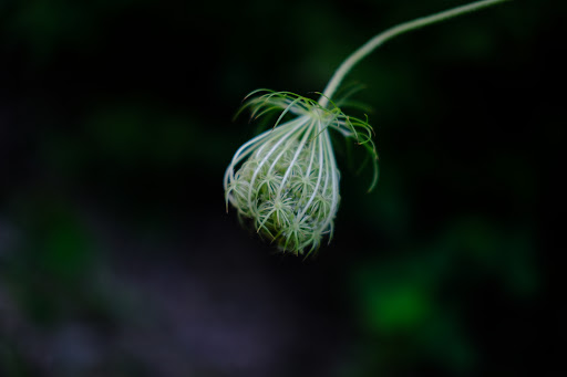 Nature Preserve «Blackwell Forest Preserve», reviews and photos, Butterfield Rd, Warrenville, IL 60555, USA