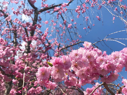 Gymnastics Center «International Gymnastics Camp», reviews and photos, 100 Gymnastics Way, Stroudsburg, PA 18360, USA