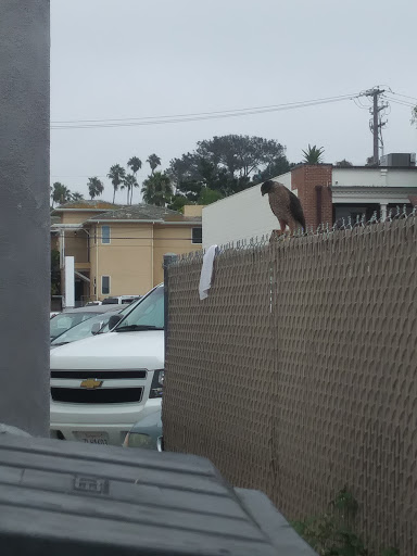 Shopping Mall «Girard Plaza», reviews and photos, 7837 Girard Ave, La Jolla, CA 92037, USA