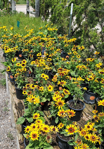 Plant Nursery «HOUSTON PLANTS & GARDEN WORLD», reviews and photos, 16726 North Fwy, Houston, TX 77090, USA