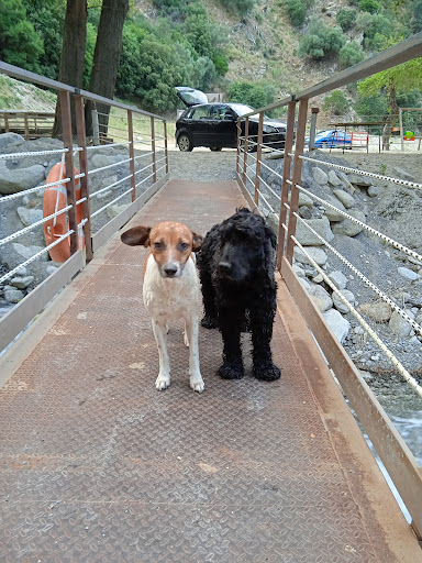 Pensioni per cani e dog hotel a Corigliano Nicolina