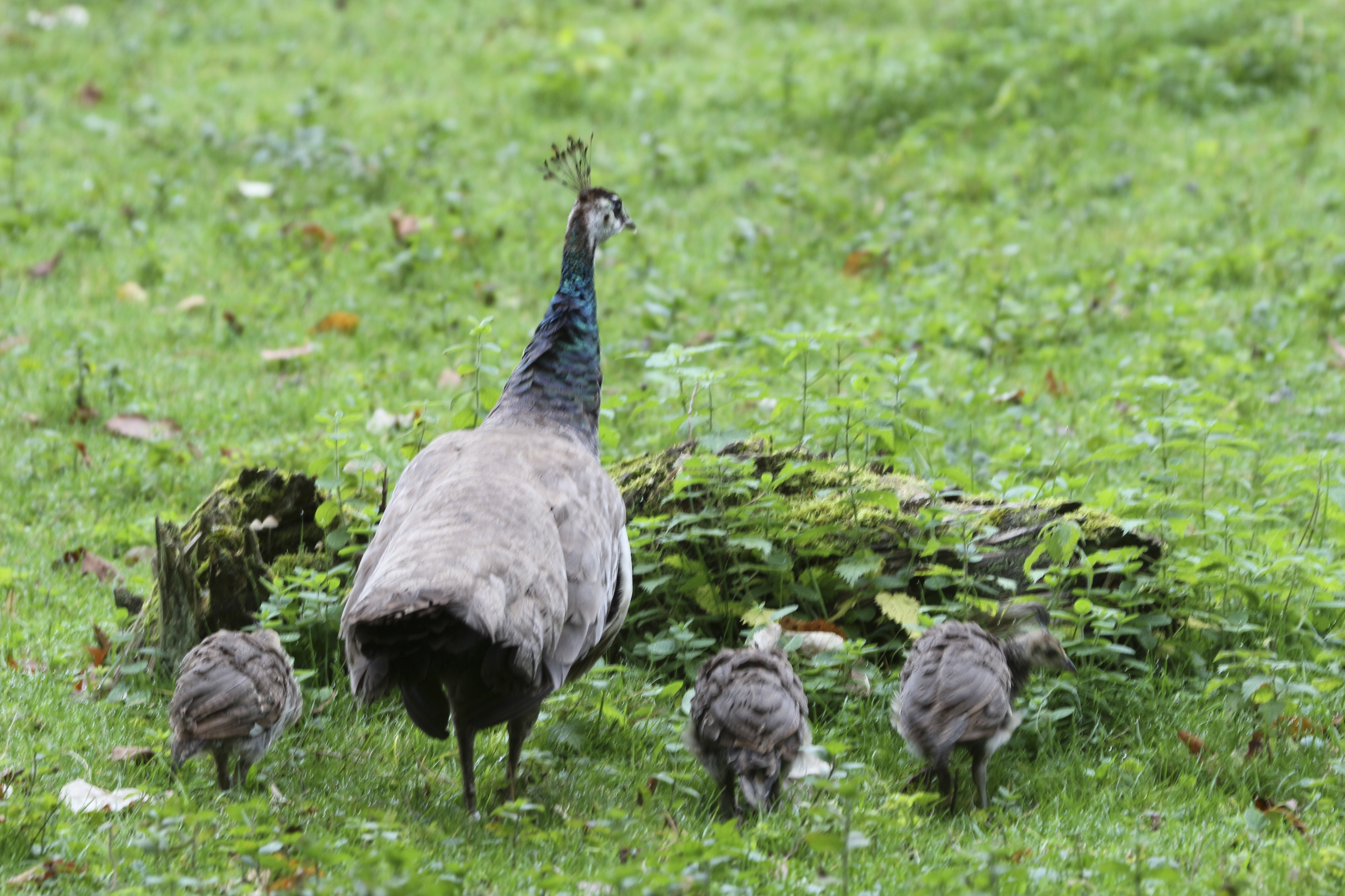 Photo n° 32 de l'avis de Laurent. fait le 05/08/2022 à 12:06