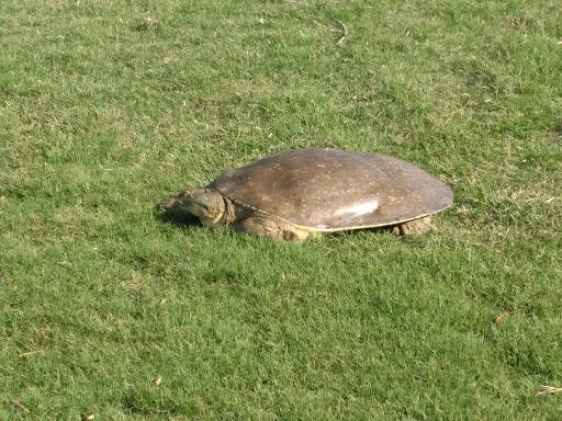 Public Golf Course «Mission Del Lago Golf Course», reviews and photos, 1250 Mission Grande, San Antonio, TX 78221, USA