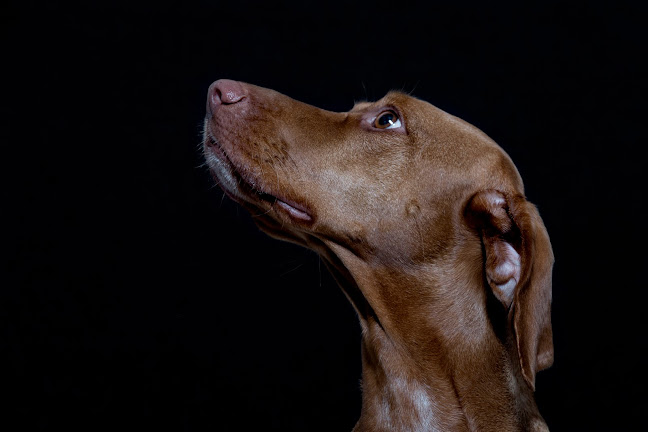 Reviews of Lindsy Murray:Dog Behaviourist in Warrington - Dog trainer