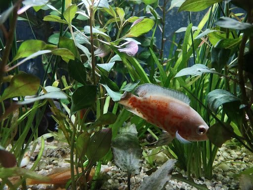 Pet Store «Fins Feathers Paws & Claws», reviews and photos, 436 Main St, Harleysville, PA 19438, USA