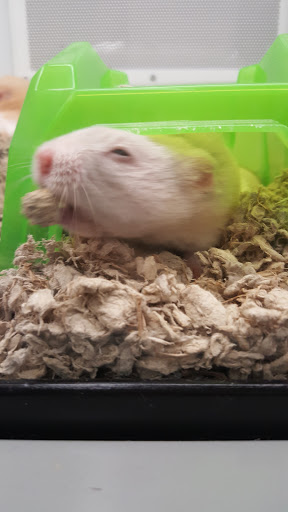 Pet Supply Store «Petco Animal Supplies», reviews and photos, 1011 University Blvd #100, Suffolk, VA 23435, USA