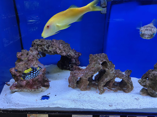 Tropical Fish Store «Exotic Aquatics», reviews and photos, 2929 Custer Rd #317, Plano, TX 75075, USA