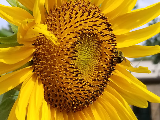 Park «Watkins Park», reviews and photos, 2360 Doctor M.L.K. Jr St, Indianapolis, IN 46208, USA