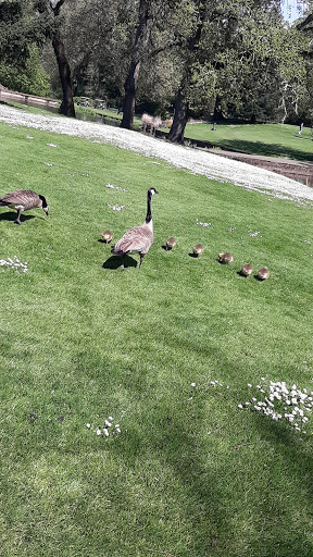 Golf Club «Salem Golf Club», reviews and photos, 2025 Golf Course Rd S, Salem, OR 97302, USA