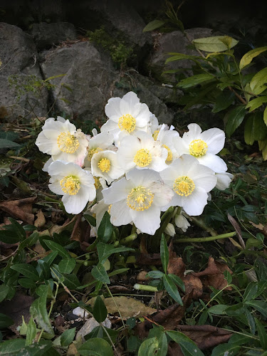 evergreen Garten GmbH - Gartenbauer