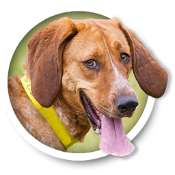 Auto Repair Shop «Allied Auto Works», reviews and photos, 2073 Grant Rd, Los Altos, CA 94024, USA