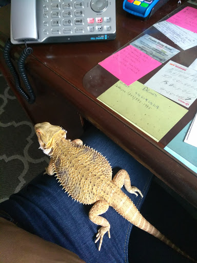 Pet Store «Petland Discounts - Pitkin Avenue», reviews and photos, 1689 Pitkin Ave, Brooklyn, NY 11212, USA