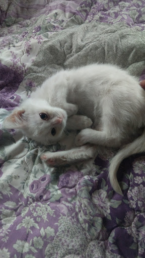 Pet Store «Animal House», reviews and photos, 7869 Hamilton Ave, Cincinnati, OH 45231, USA