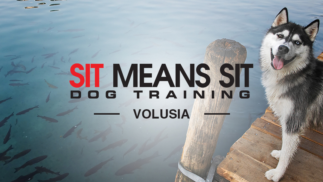Sit Means Sit Dog Training Volusia