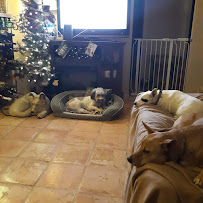 Angel Paws Pet Sitting