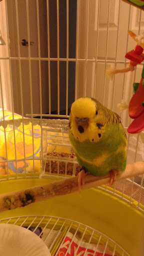 Bird Shop «Arizona Bird Store», reviews and photos, 565 S Dobson Rd, Mesa, AZ 85202, USA