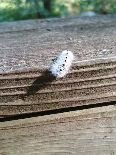 Bird Watching Area «Coffee Creek Watershed Preserve», reviews and photos, 2401 Village Point, Chesterton, IN 46304, USA